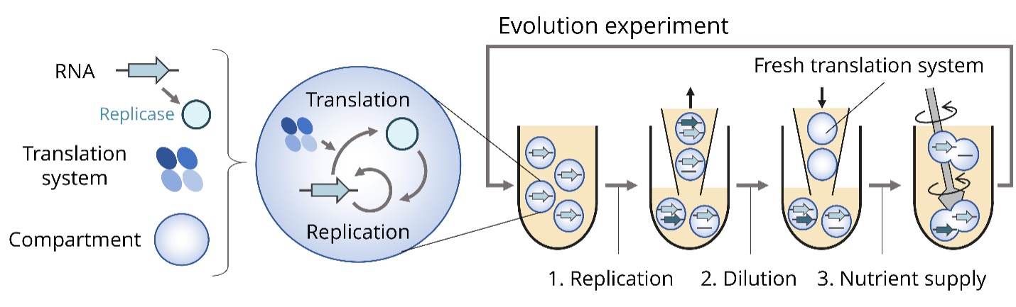 Diagram of the evolution experiment to replicate RNA.