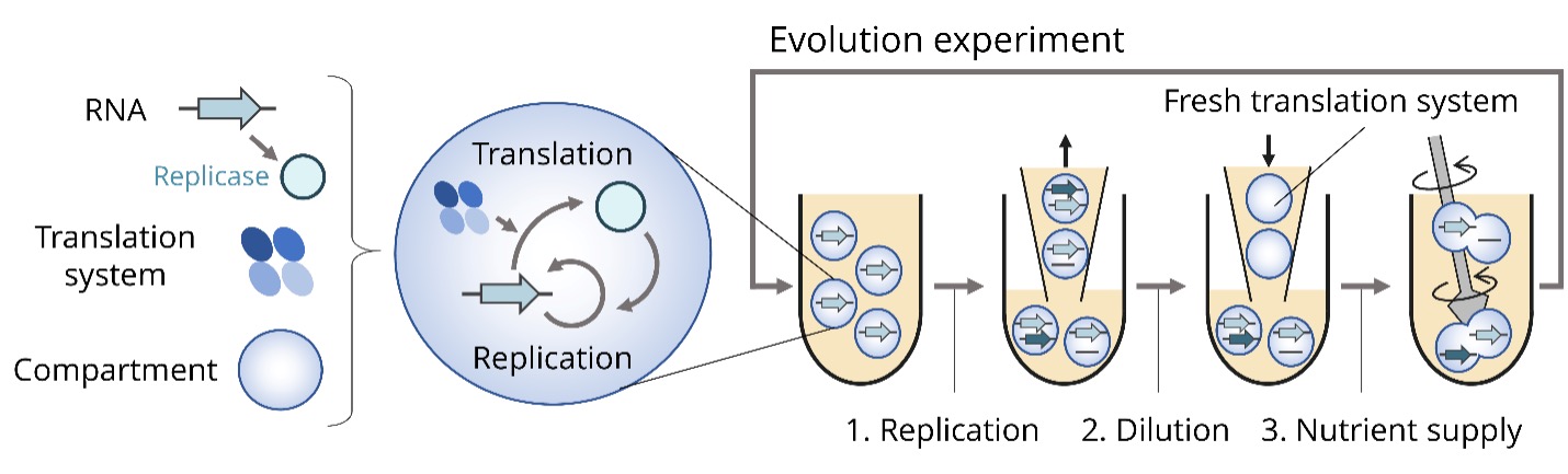 Diagram of the evolution experiment to replicate RNA.