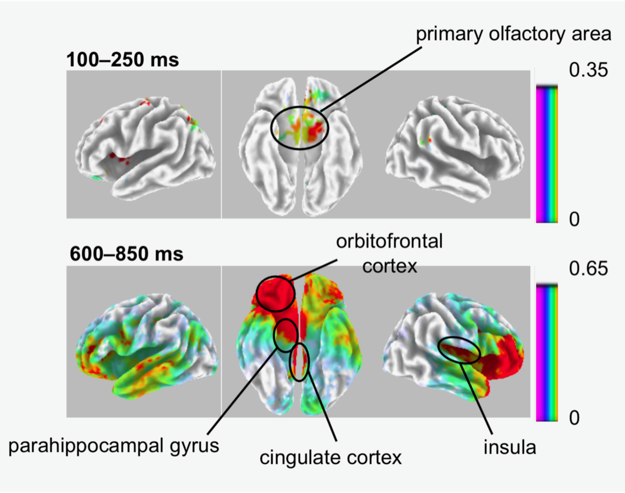 Images from EEG data of smells being processed in the brain.