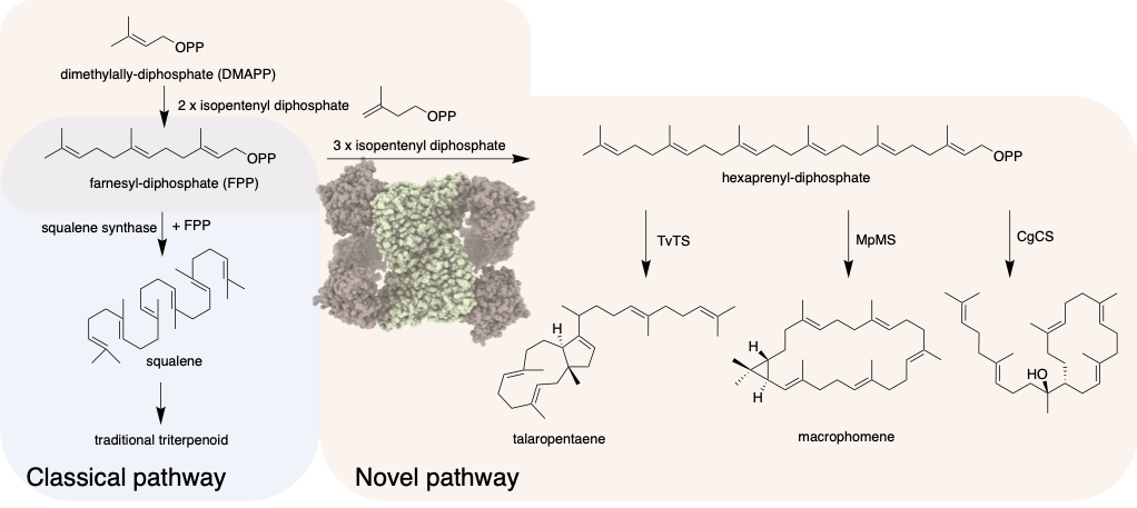 Diagram or traditional and novel pathways for triterpene biosynthesis.
