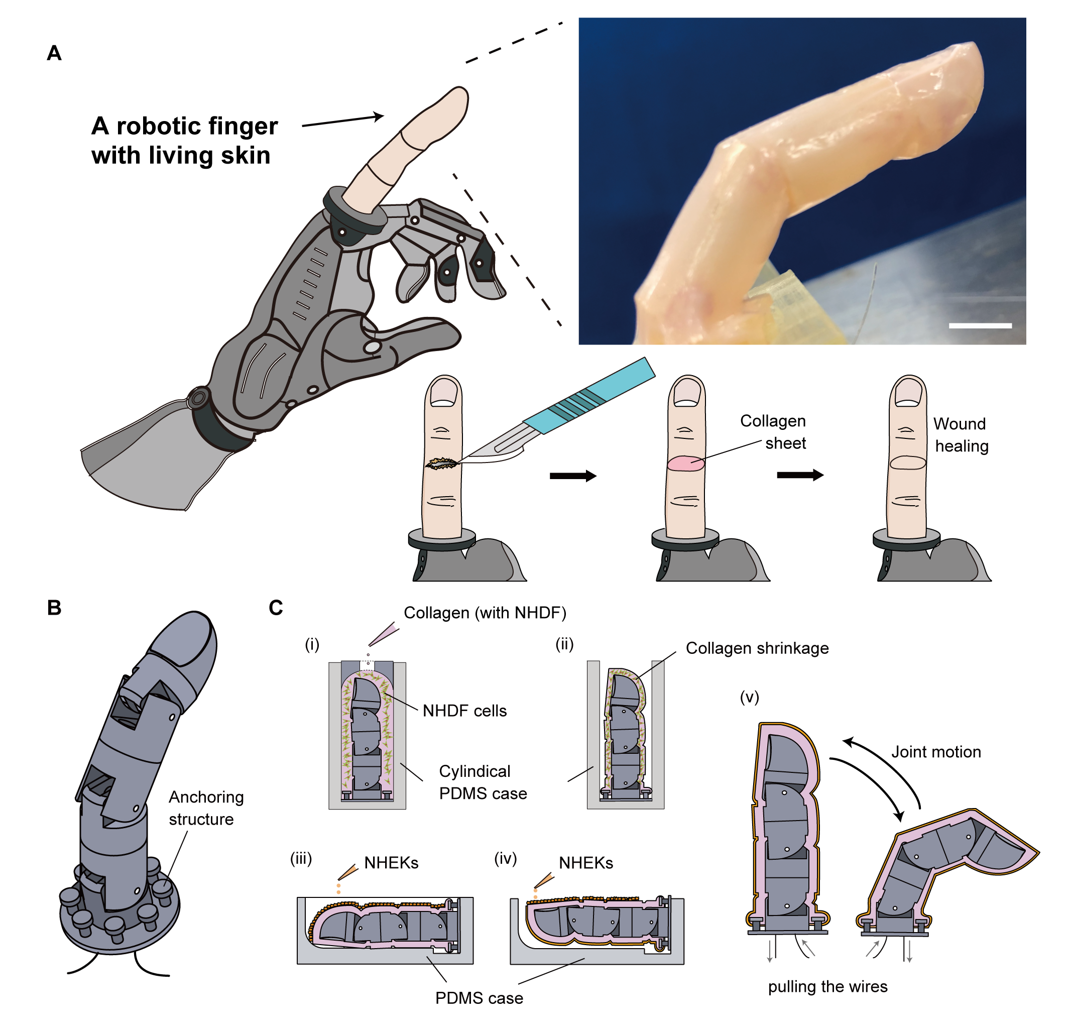 Illustrations of a grey finger outlined by a thick pale line.