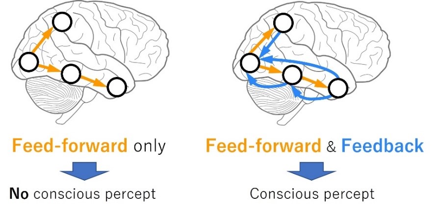 Brain bidirectionality diagram