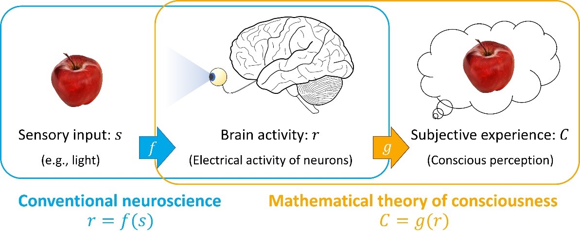 Mathematical theory of consciousness diagram with apples and brain