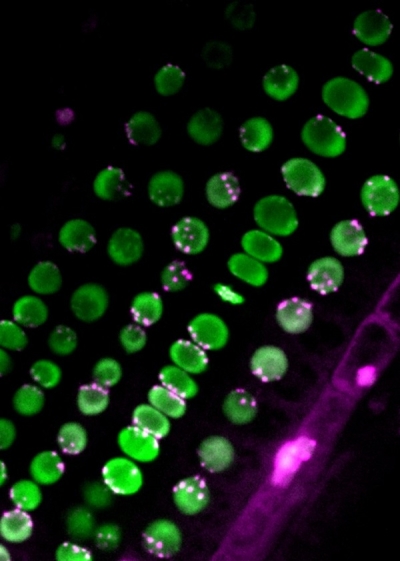 Image of centromere distribution in plant root