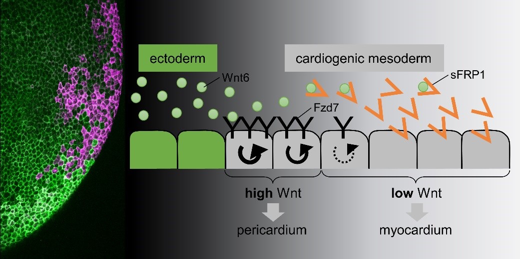 Illustration depicting Wnt signaling in heart tissue