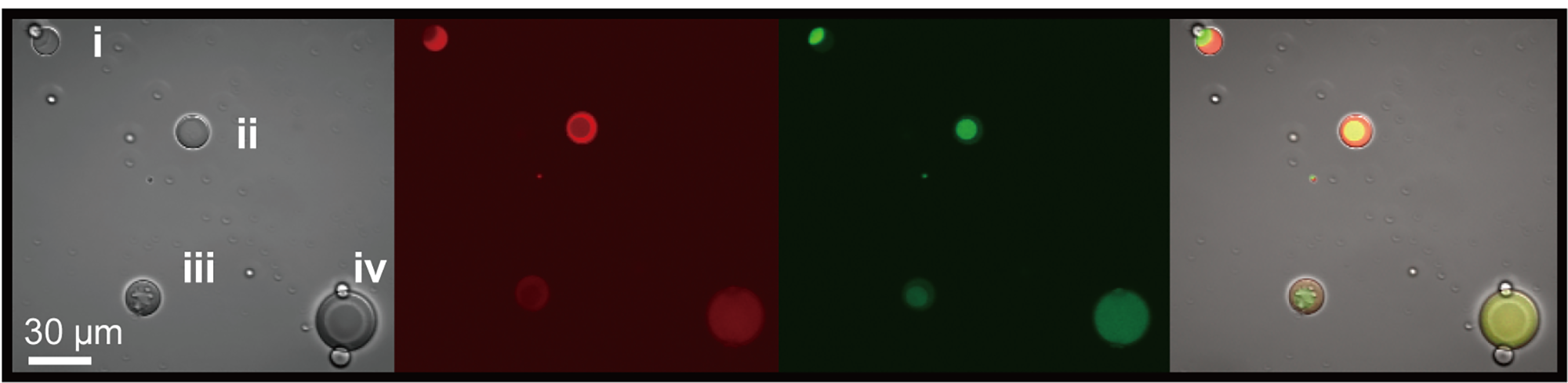 Four microscopic images showing separation in differentially sized cells (in grey, red, green, and red green combined)