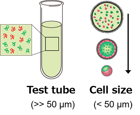 Illustration of changes due to cell size, identified by green and red colors, in a test tube.
