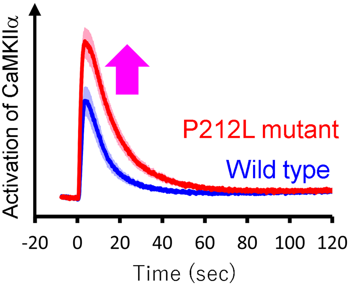 Graph with two lines, one showing regular activity and one showing irregular activity caused by the P212L mutation of CaMKIIalpha.