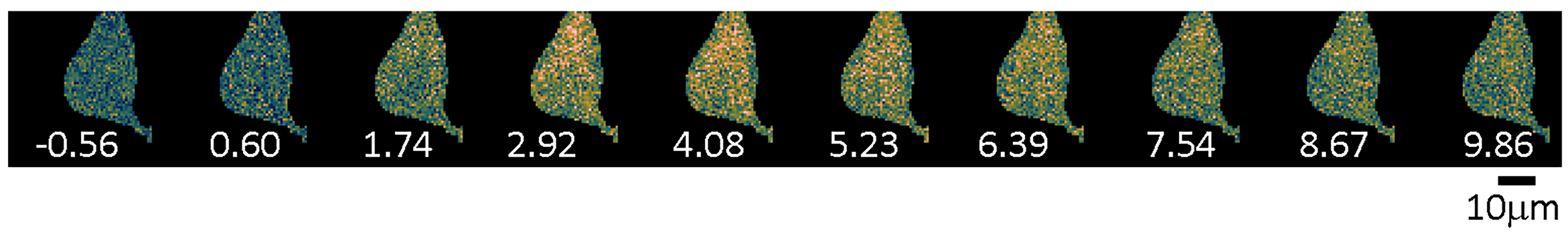 Image series showing CaMKIIalpha activation over time with orange colour, becoming more dominant and then fading over about 10 seconds..