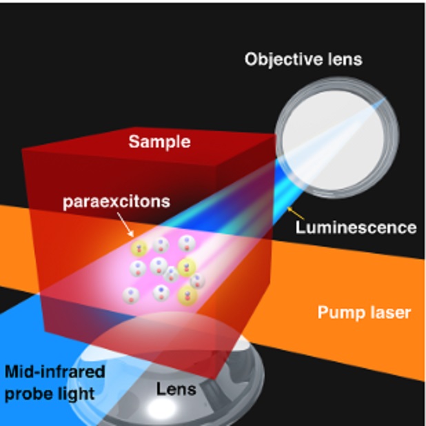 Schematic illustration of physical processes for excitons in the sample