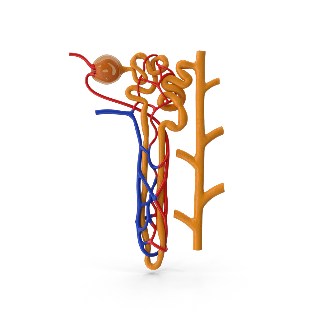 3D illustration of a nephron.