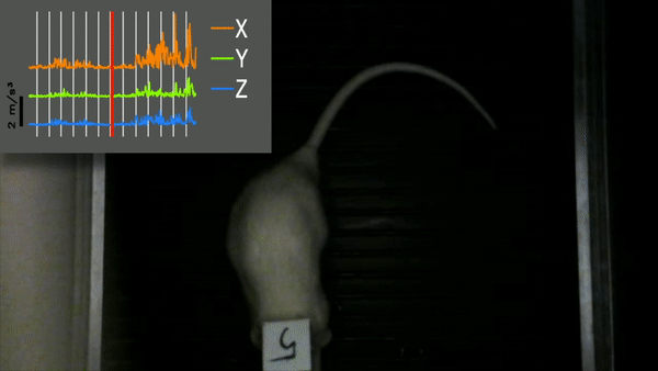 Top down view of rat with accelerometer and chart showing head movement to beat.