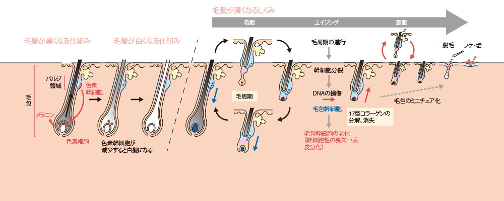 毛髪が薄くなるしくみ