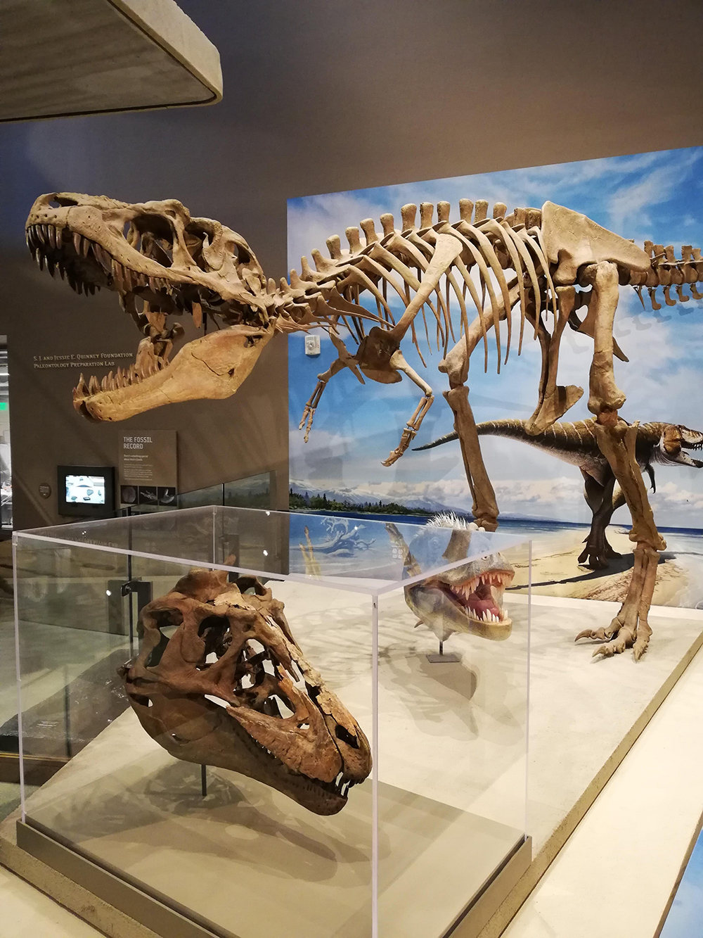 Fossil theropod skeleton at a museum, appearing to to be running towards the viewer.