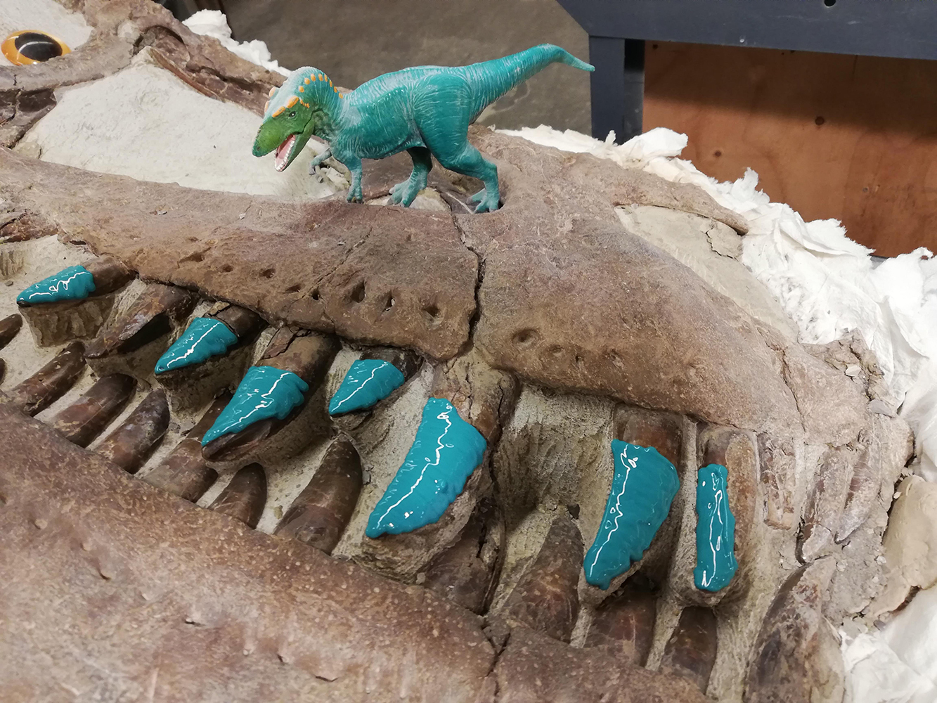 Theropod skull on its side, with blue silicon drying on the teeth and a toy blue dinosaur standing on top.