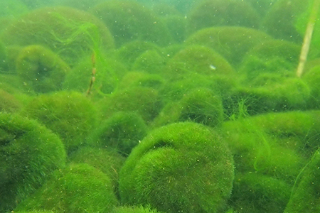 Climate change thins 'marimo' moss balls in Hokkaido lake  The Asahi  Shimbun: Breaking News, Japan News and Analysis