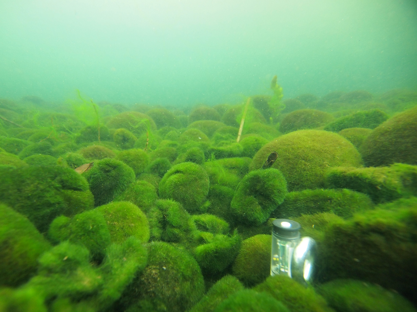 An underwater photo of many different sized and shaped marimo balls in Lake Akan.