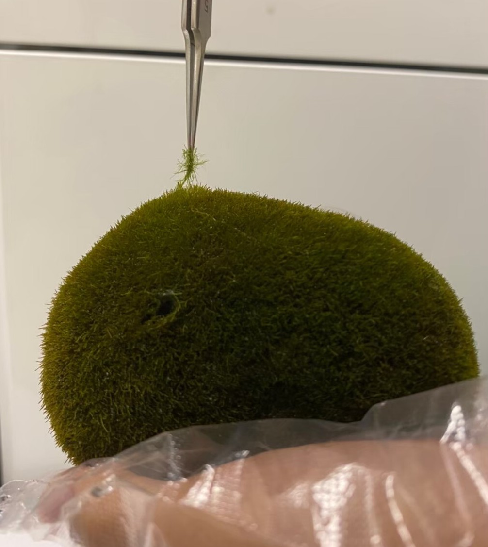A green marimo ball is held in a researcher's hand while they use tweezers to extract some algae filaments.