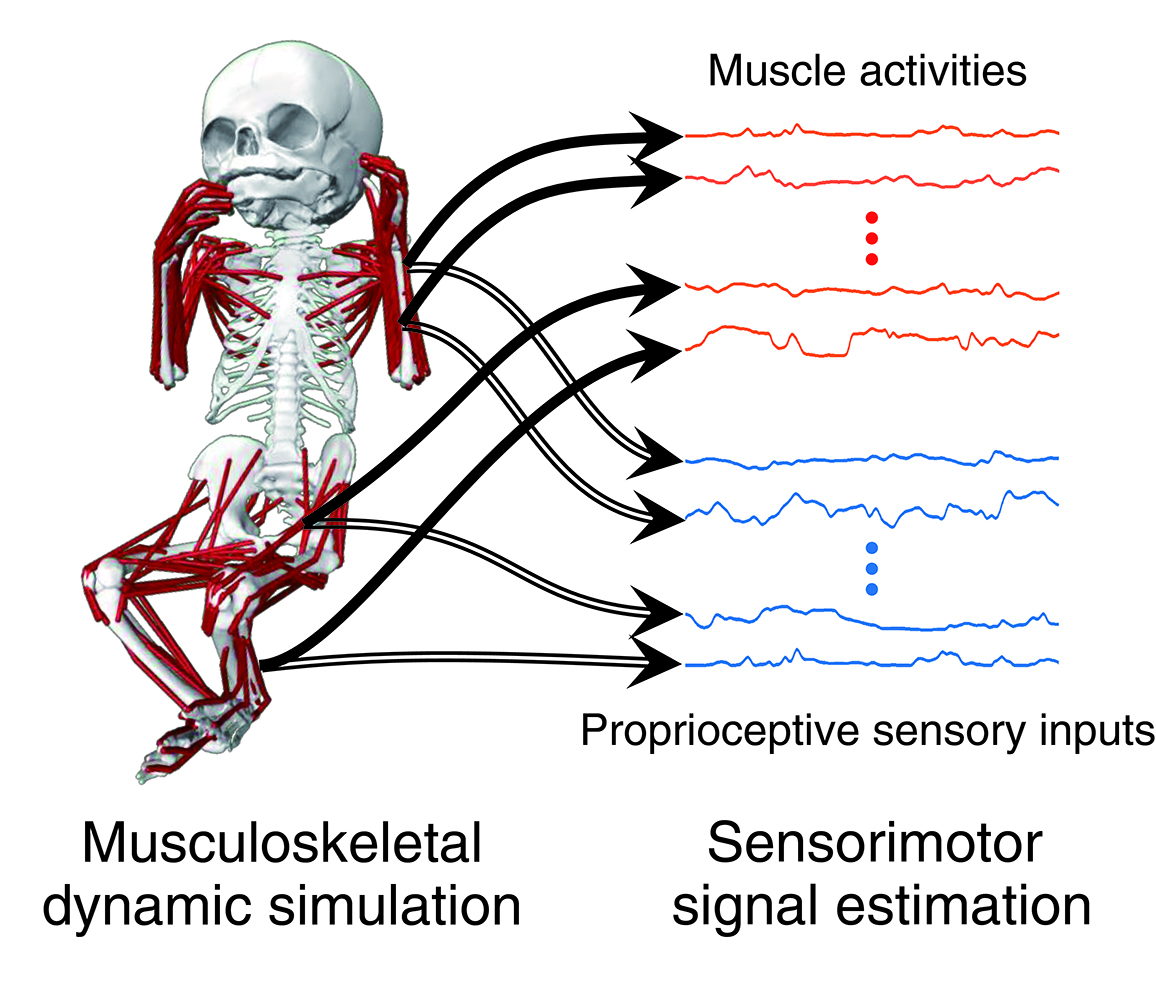 Musculoskeletal computer model.