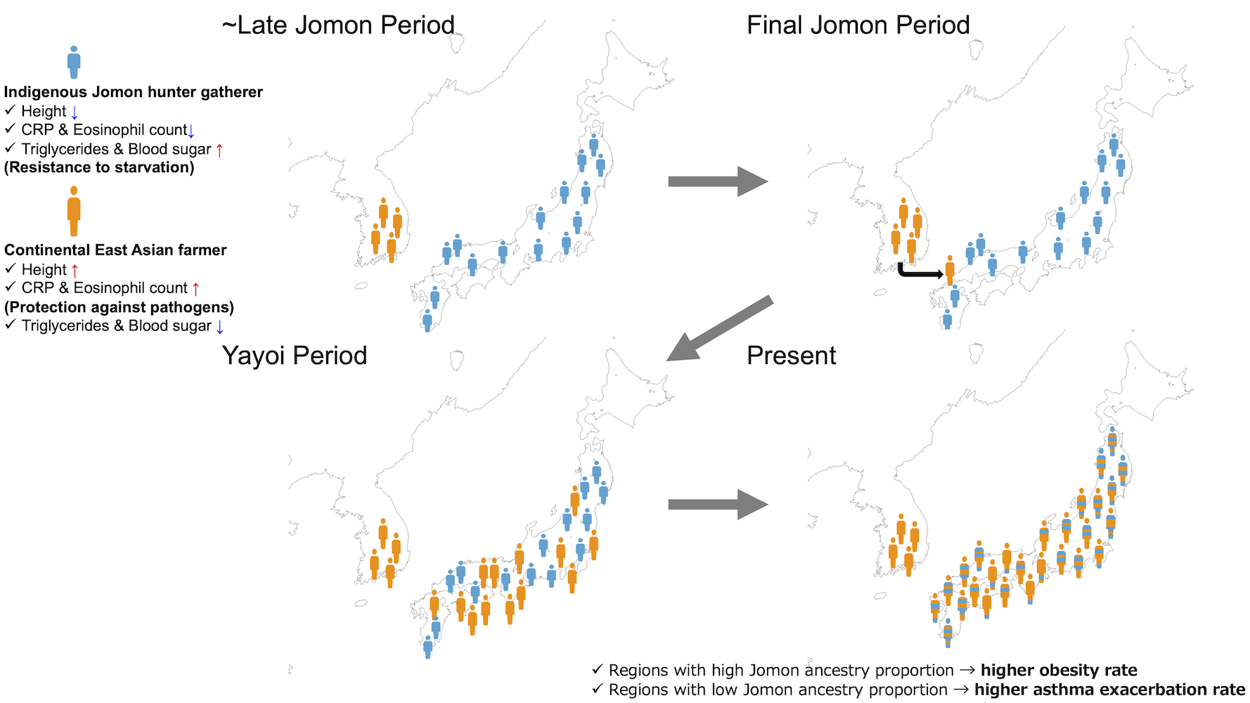 Illustration showing spread of Japanese ancestry from continental East-Asia and across Japan, since the late Jomon period.