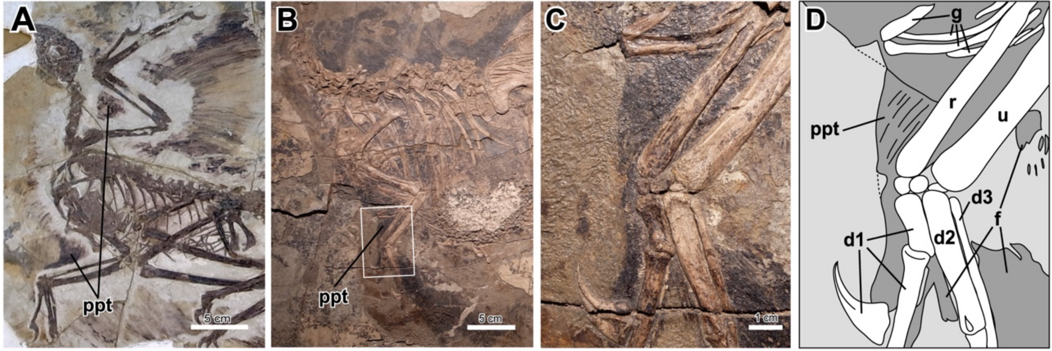 Three photographs and one line drawing of a dinosaur fossil