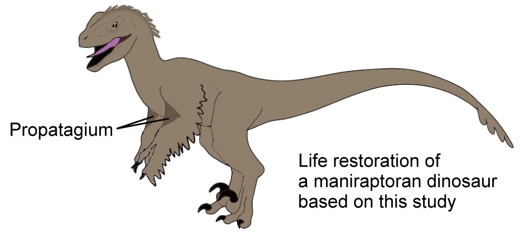 Illustration of a theropod dinosaur
