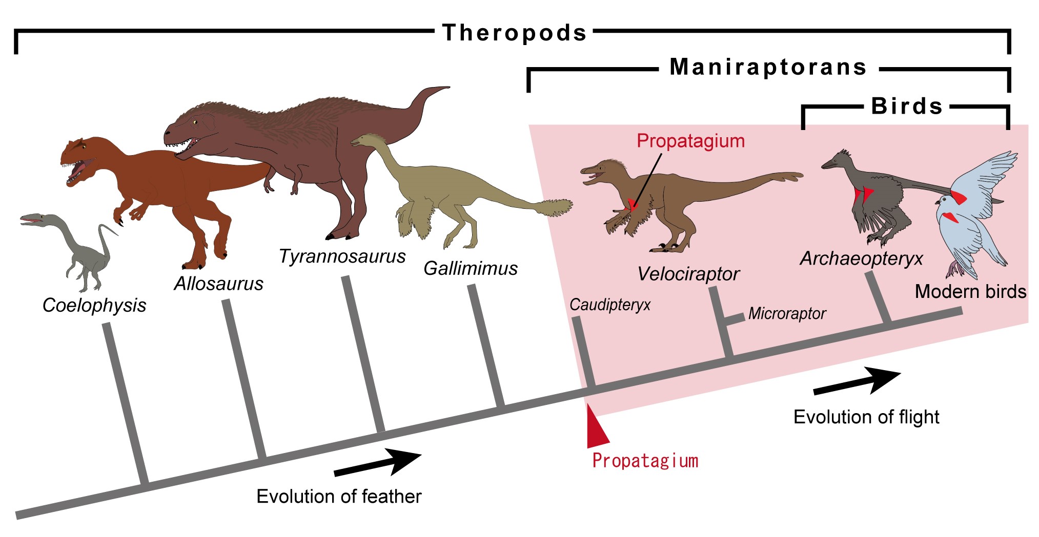 An illustrated series of dinosaurs growing smaller and more feathered