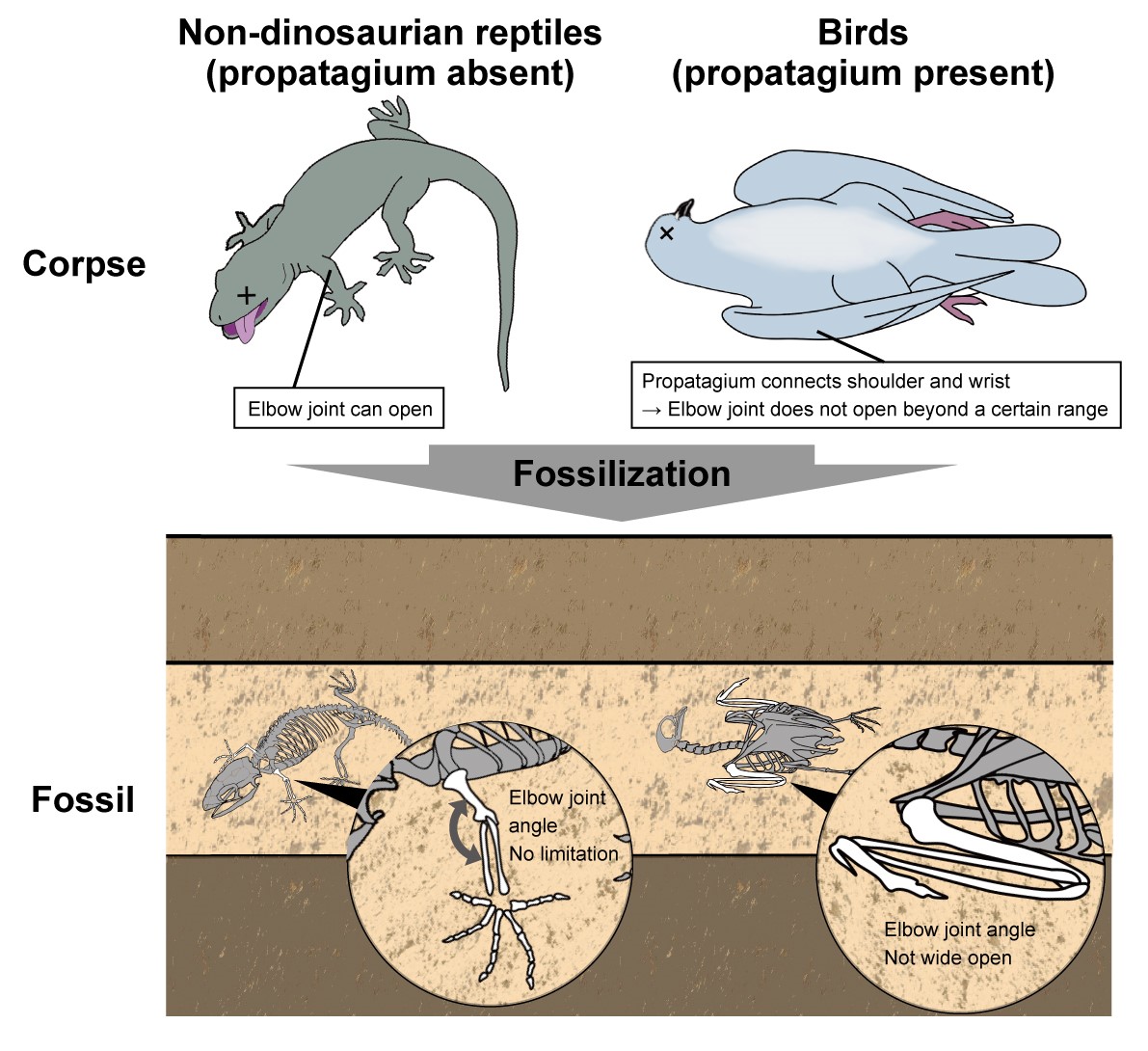An illustration of a lizard and a bird on top of fossil versions of those animals