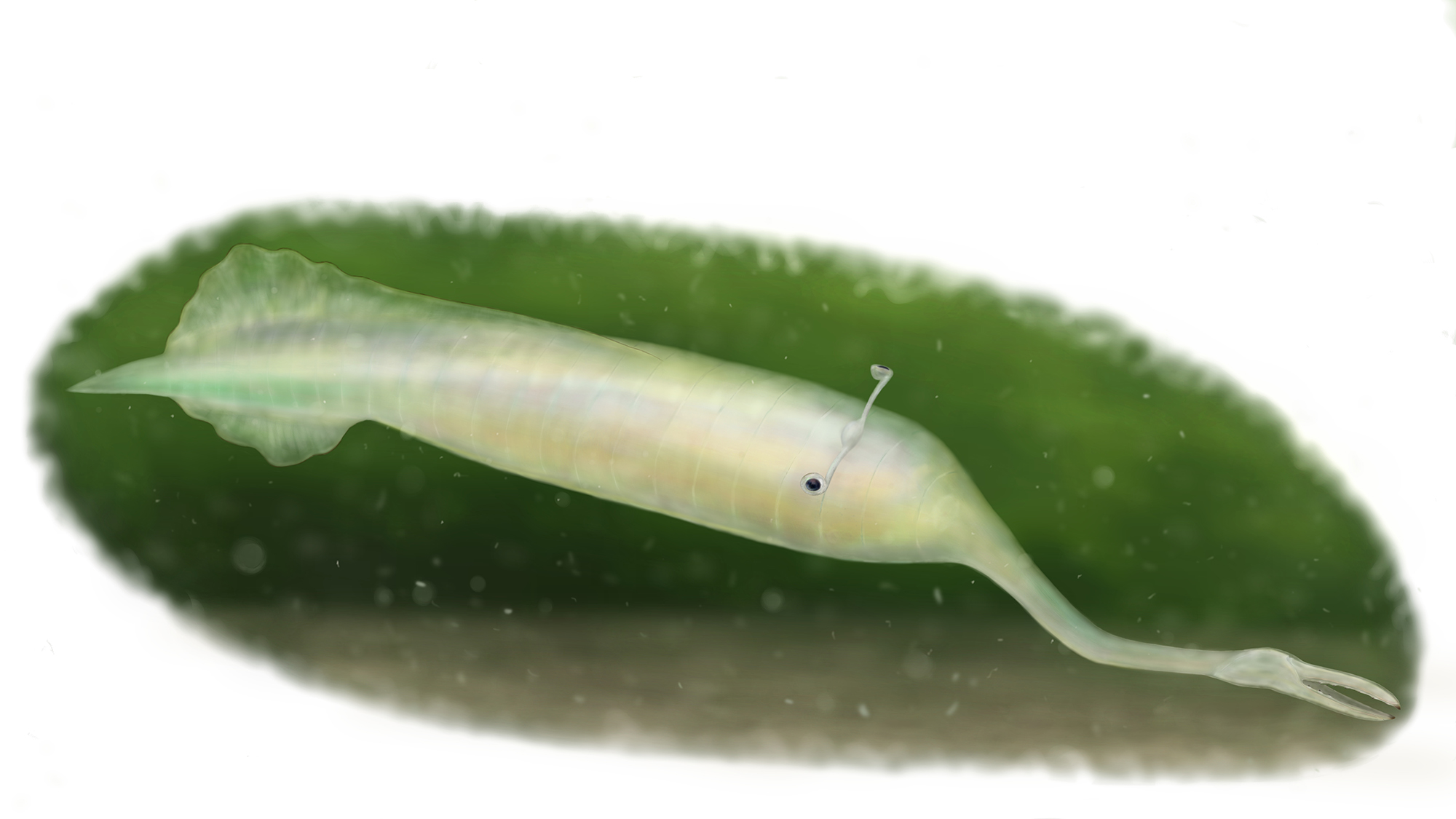 Illustration in a soft painting style of how the Tully monster may have looked when it lived underwater.