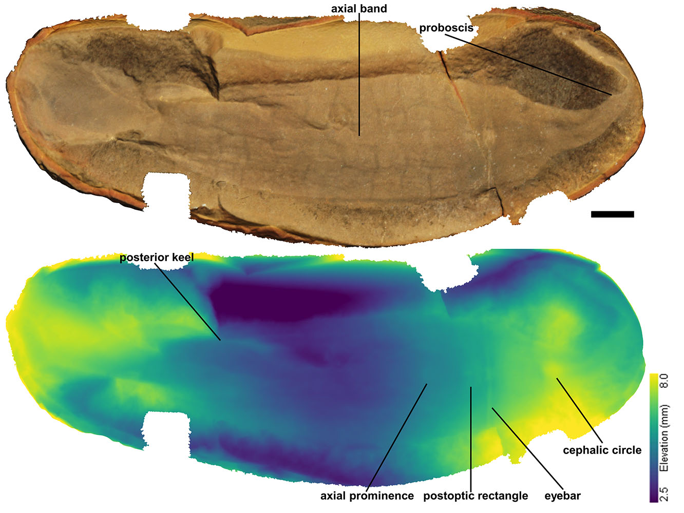 A photograph of the Tully monster fossil compared with a 3D color coded scan.