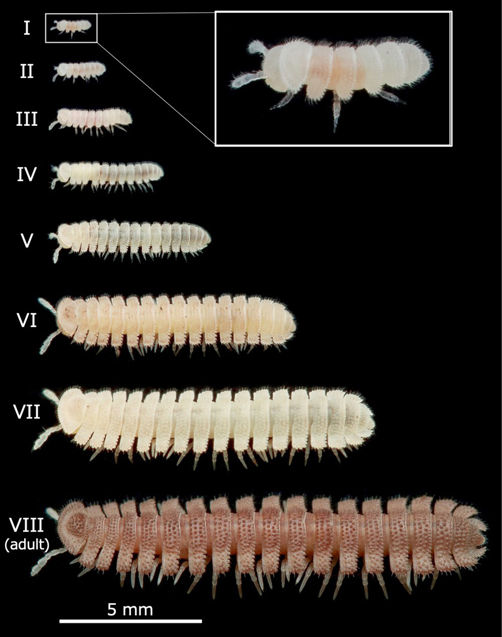 A photo of millipedes compared during the eight life cycle stages, from small baby to large adult. 