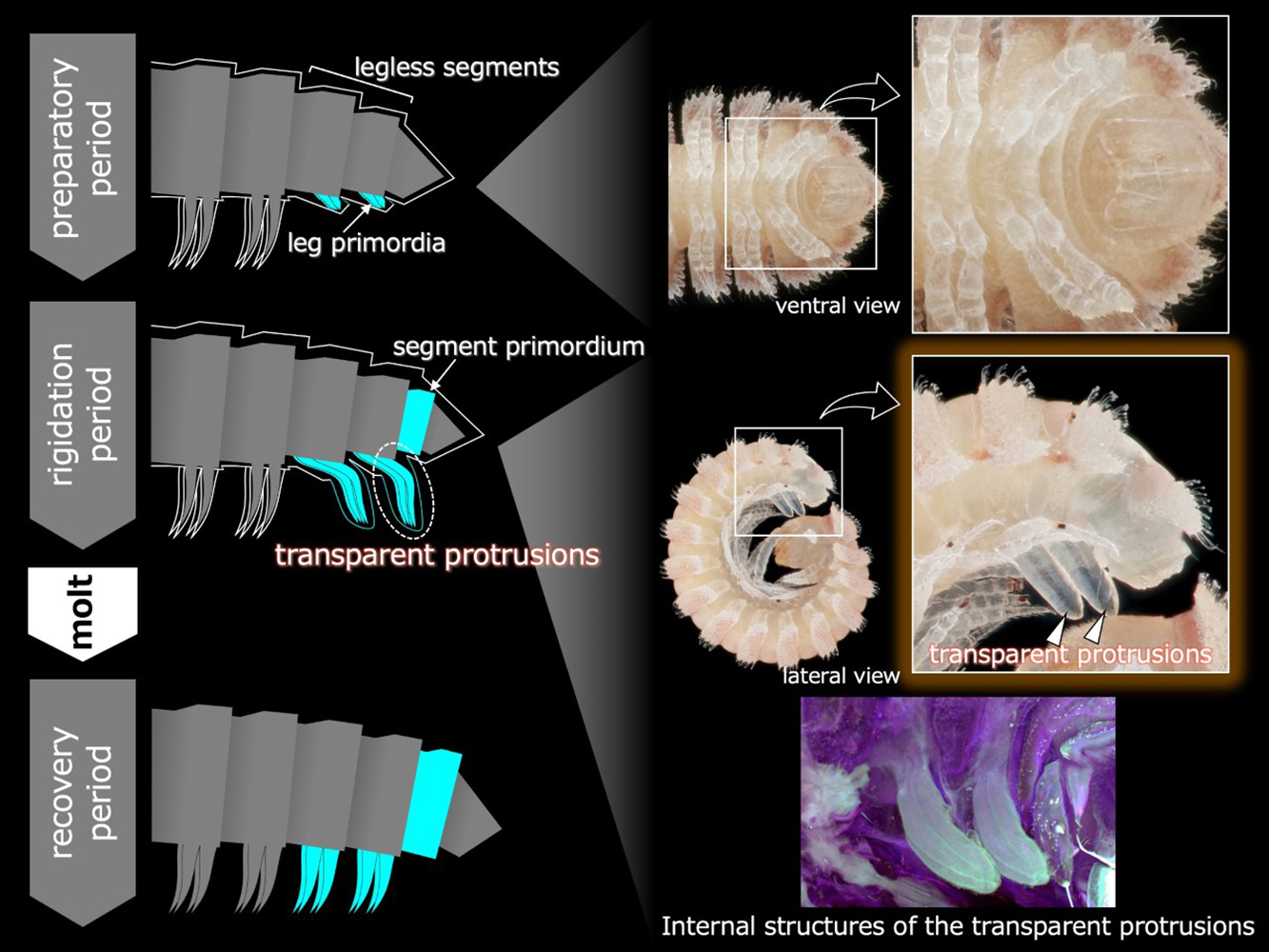 A combined illustration and microscopic images, showing the internal and external view of new leg protrusions on a millipede.