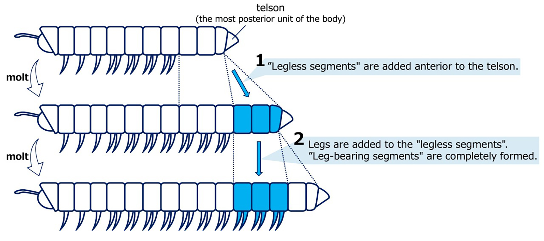 Illustration of the Law of anamorphosis. 