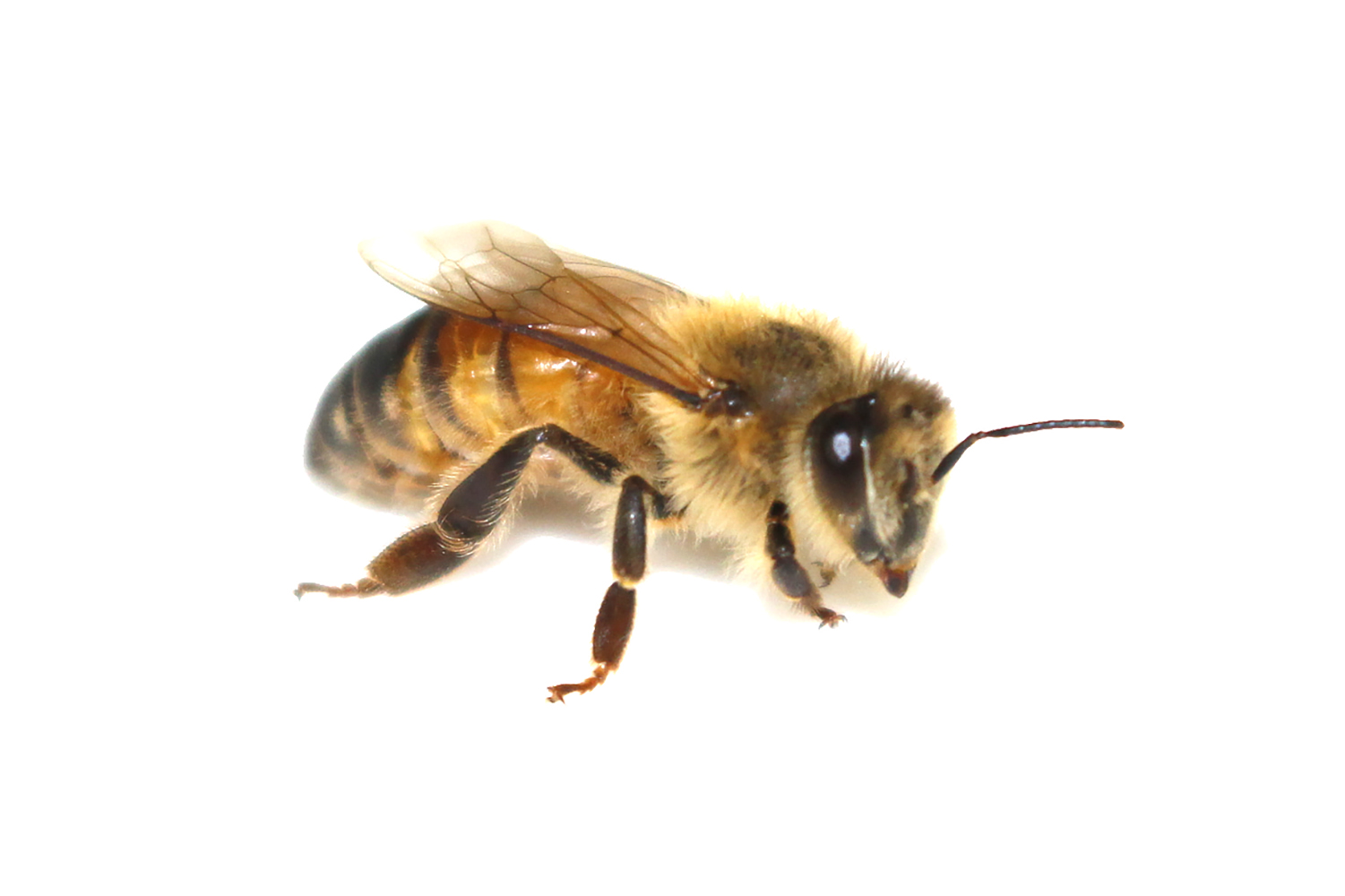 A close-up photograph of a honey bee.