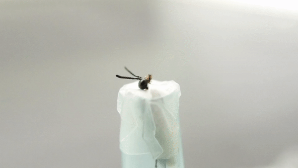Gif of sawfly reacting and moving head and mouth parts.