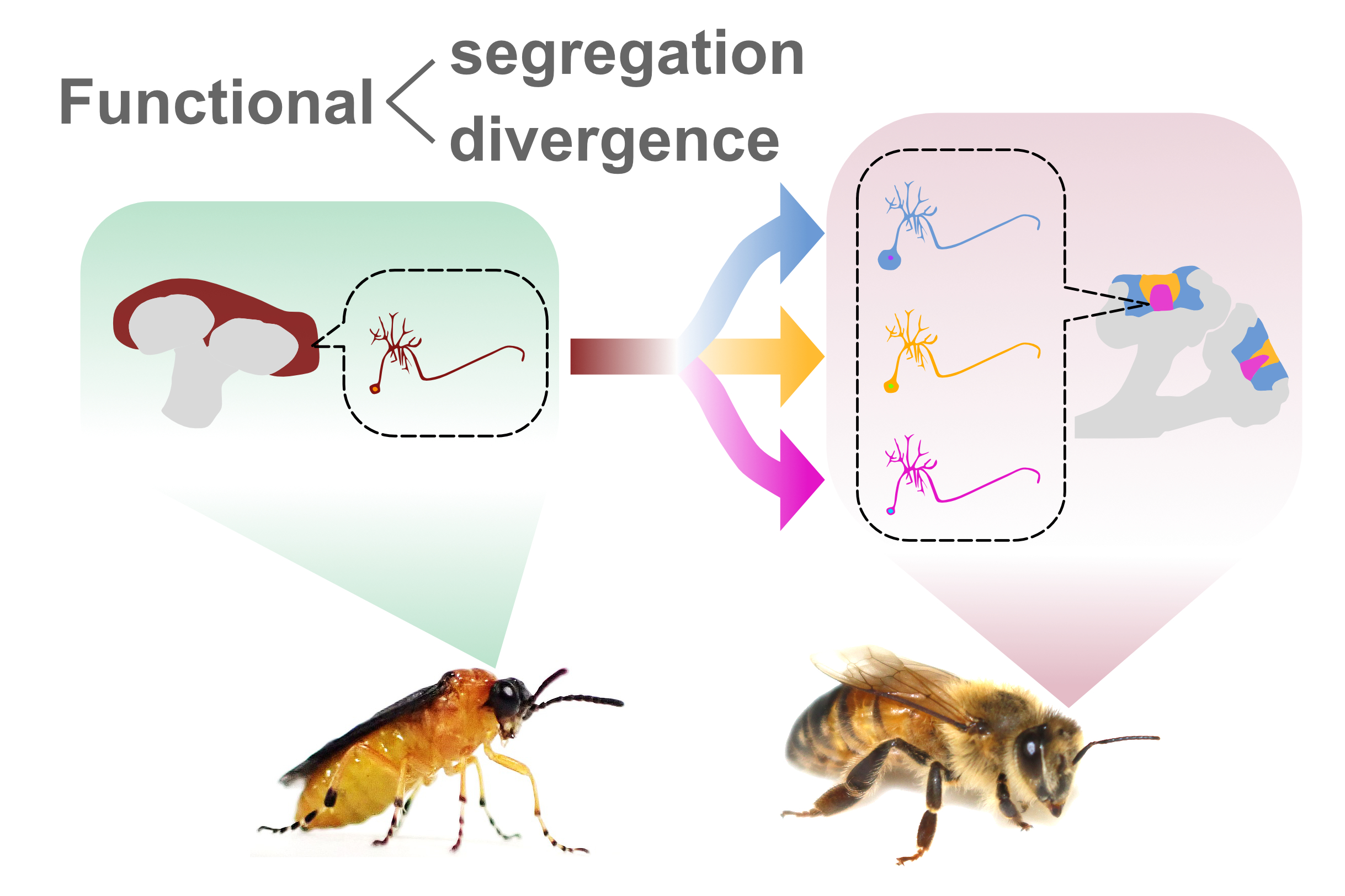Illustration comparing Kenyon cell subtypes in honey bee brain and sawfly brain.