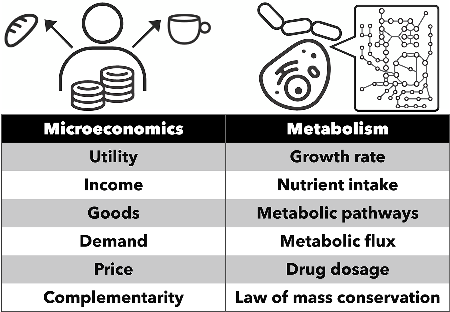 A table comparing aspects of the metabolism with aspects of economics. 