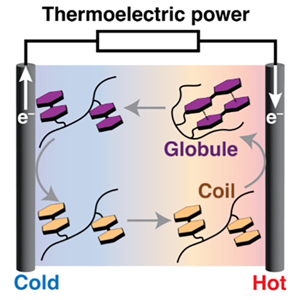 Illustration of the phase transitions in the thermocell, represented as yellow coils and purple globules.