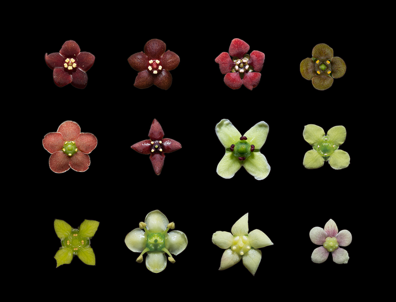 A selection of 12 flowers from the Euonymus group, exhibiting different shapes and colors. 