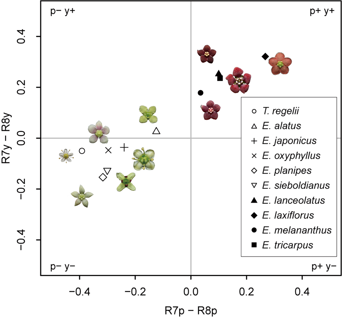 A chart showing how 10 flowers from the Euonymus group may appear as different colours in the eyes of fungus gnats.