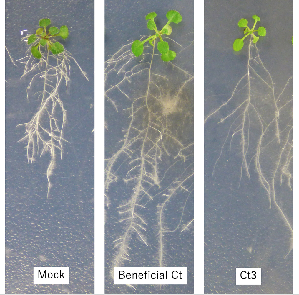 Side by side photos of three Thale cress plants, showing a typical plant, a Ct3 infected plant with less roots, and a beneficial Ct infected plant with longer and fuller roots.