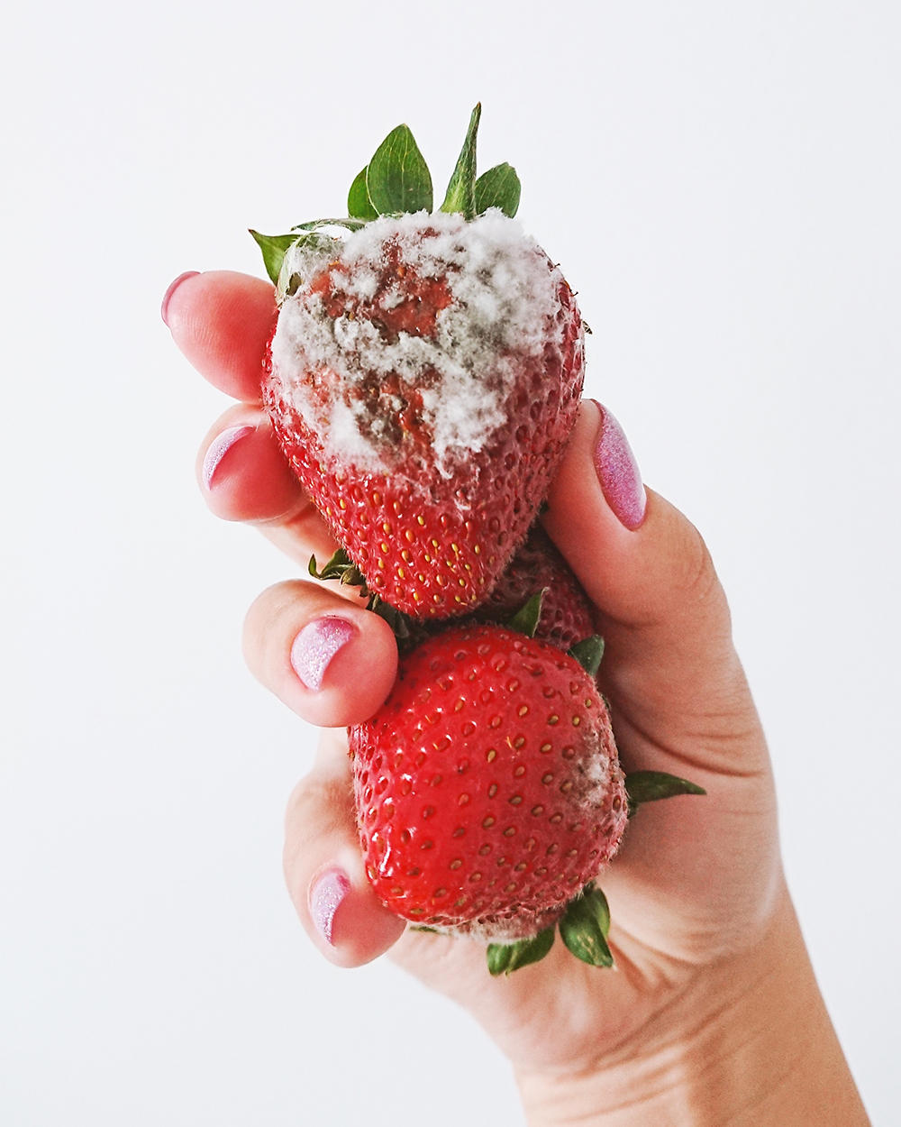A hand with pink nail polish holding two large red strawberries, the top one mostly covered in fluffy white and grey mold on the front side.