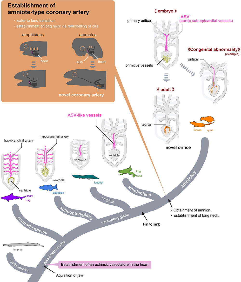 A illustration of the evolution of coronary arteries from fish, through amphibians to mammals.