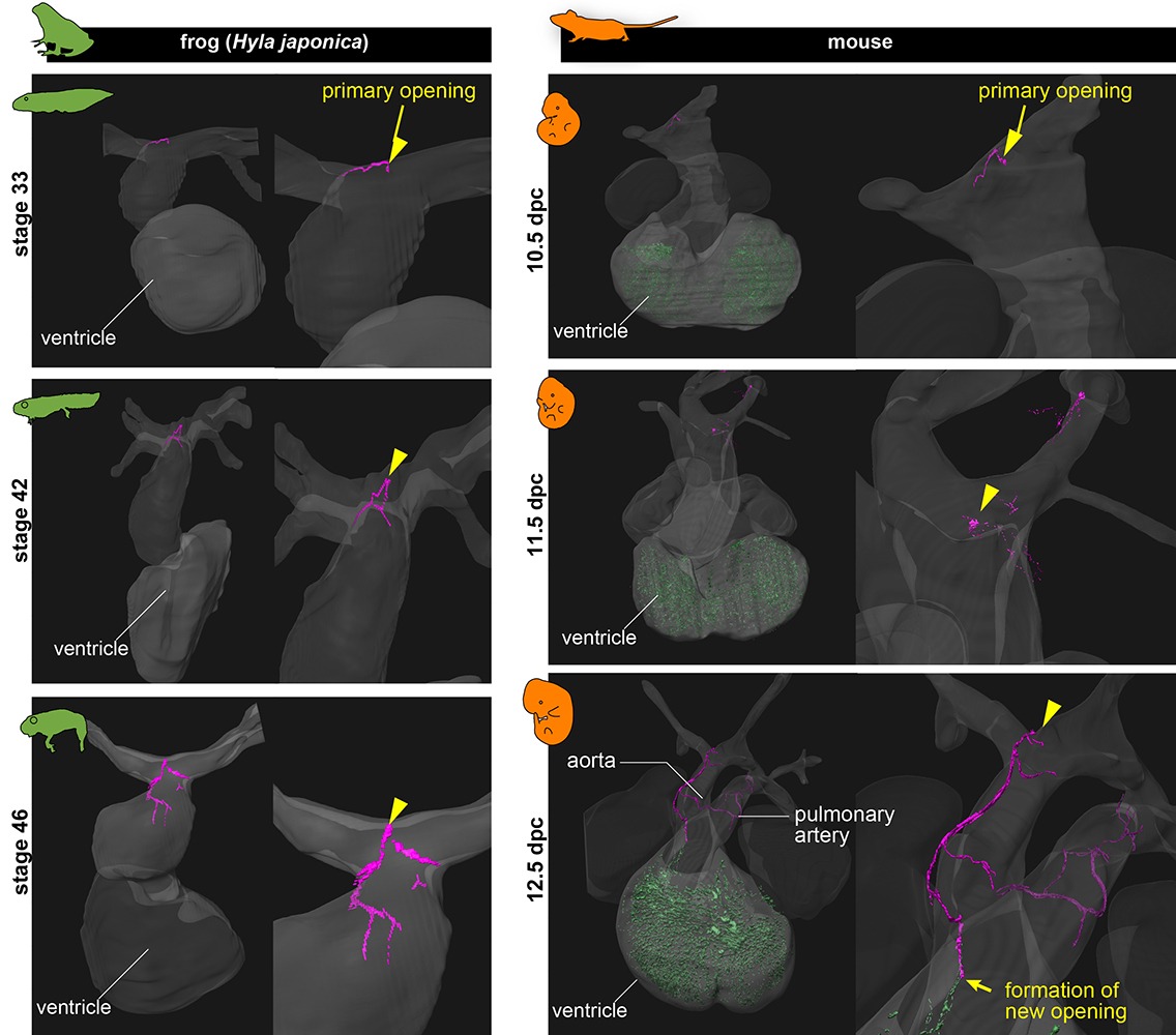 Microscopic images of frog and mouse hearts showing primitive blood vessels at fetal stage.