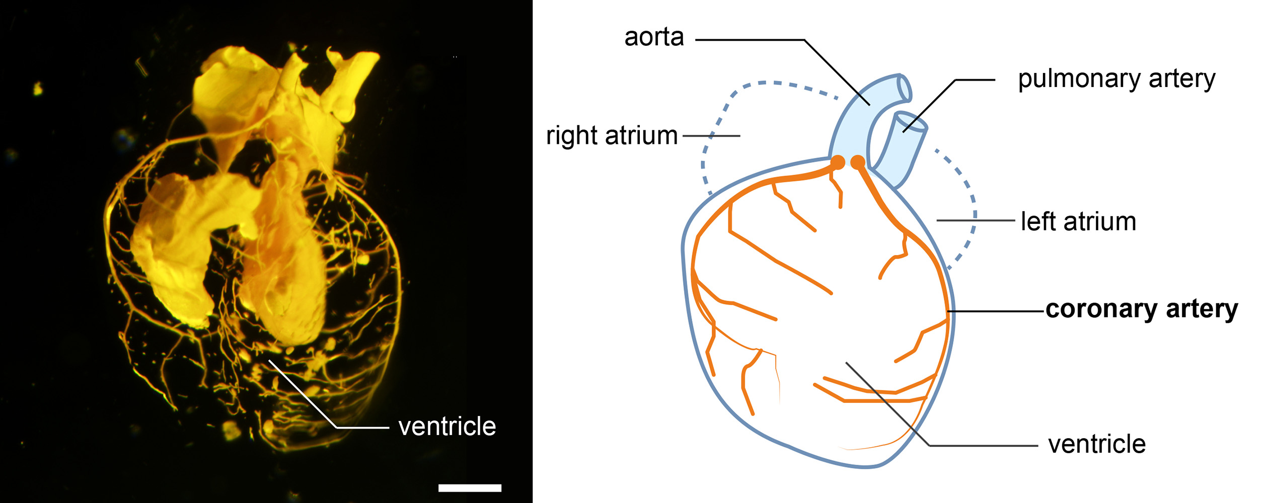 Image of latex mouse heart and illustration showing location of different features.