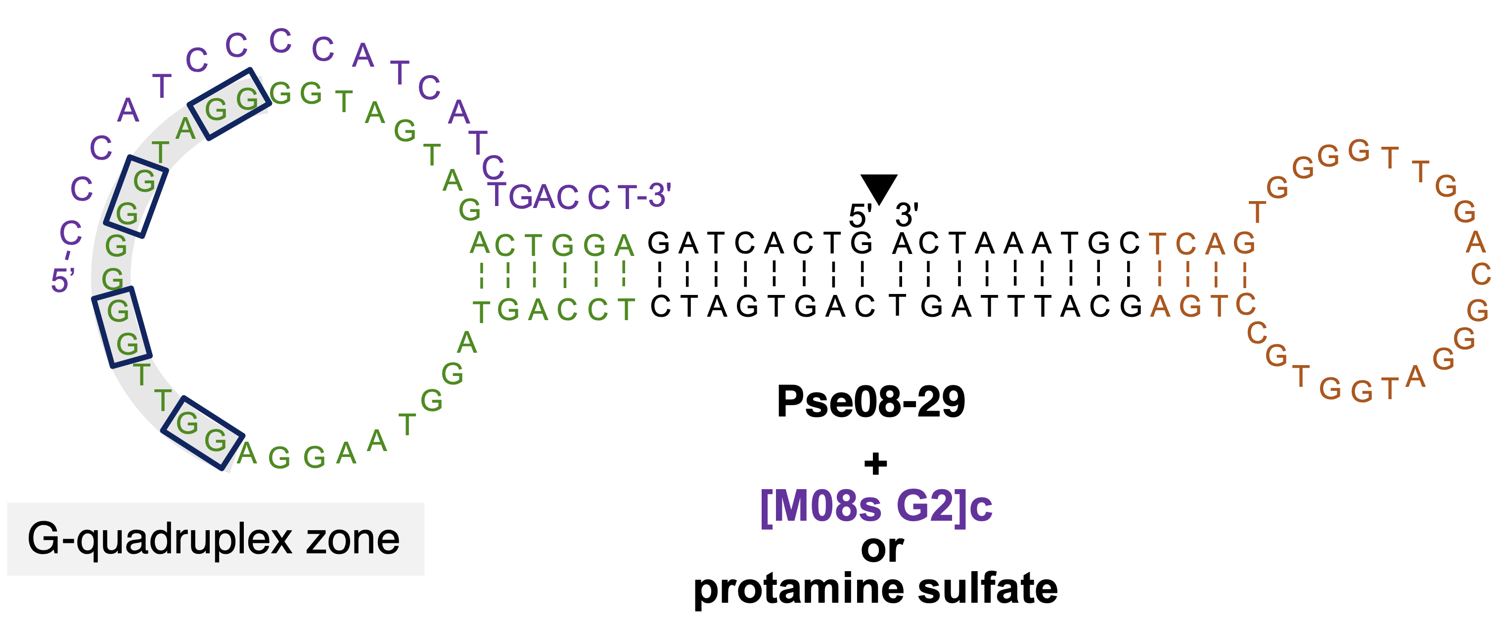 A double-lobed shape comprised of the letters G A T and C.