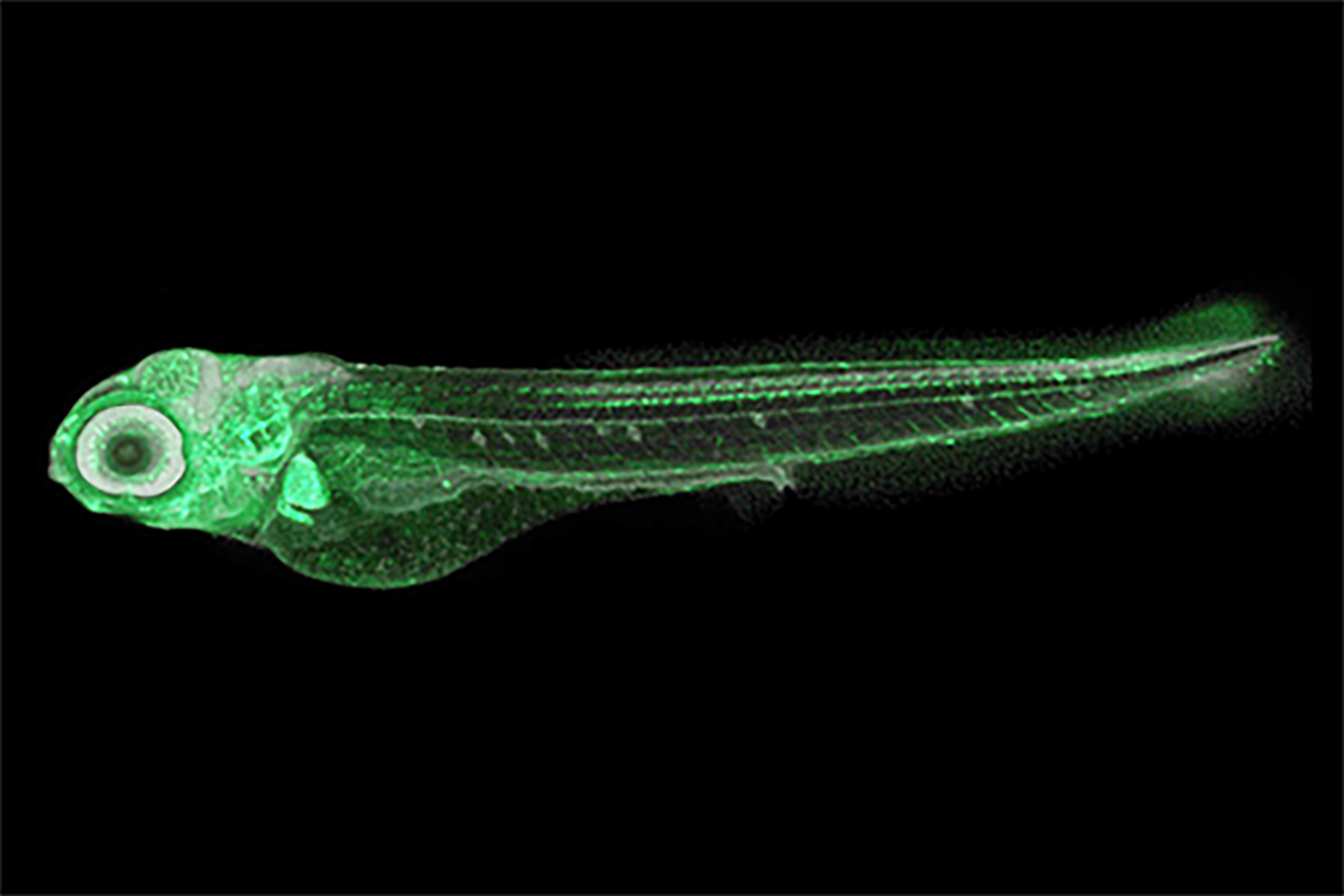 Fluorescent green coloured young zebrafish against a black background.