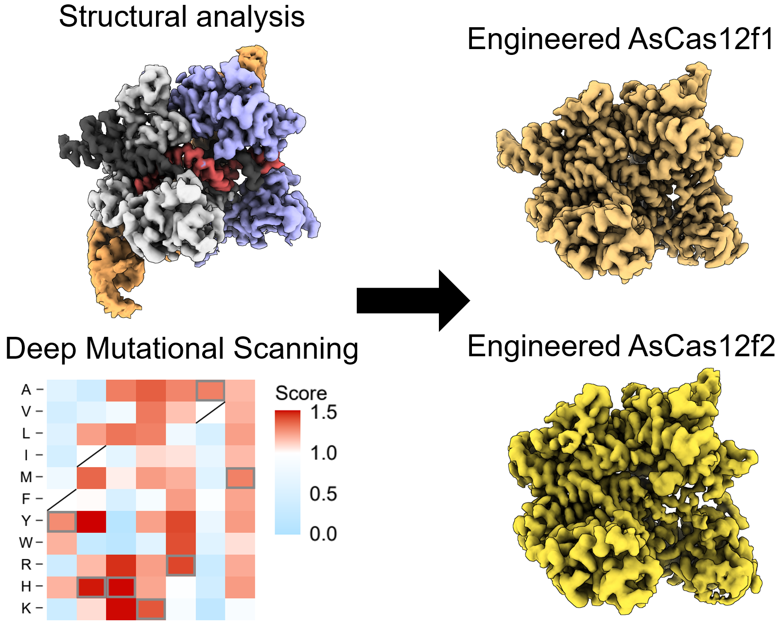 Illustrations of AsCas12f.