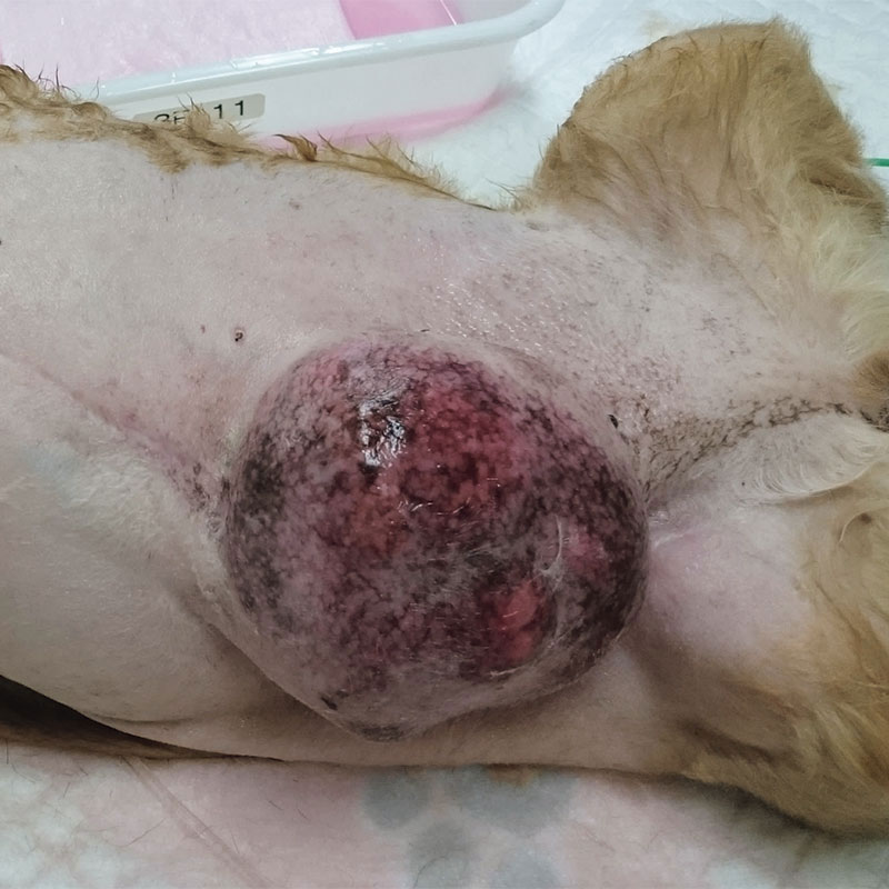 Malignant tumor (cancer)