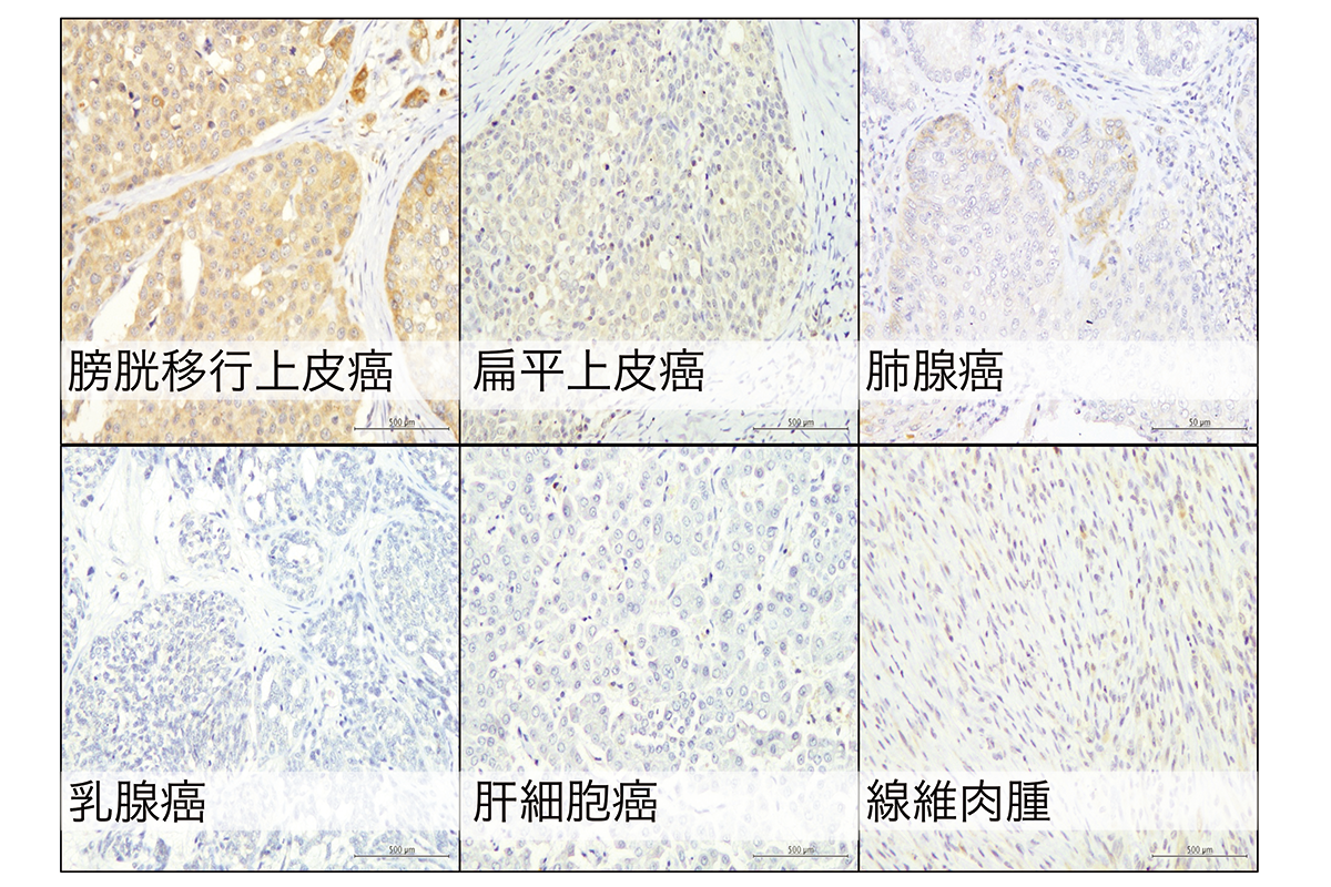 論文（Ikeda, J Vet Med Sci. 2021.）